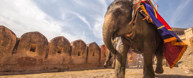 L'Inde - Un homme sur un éléphant