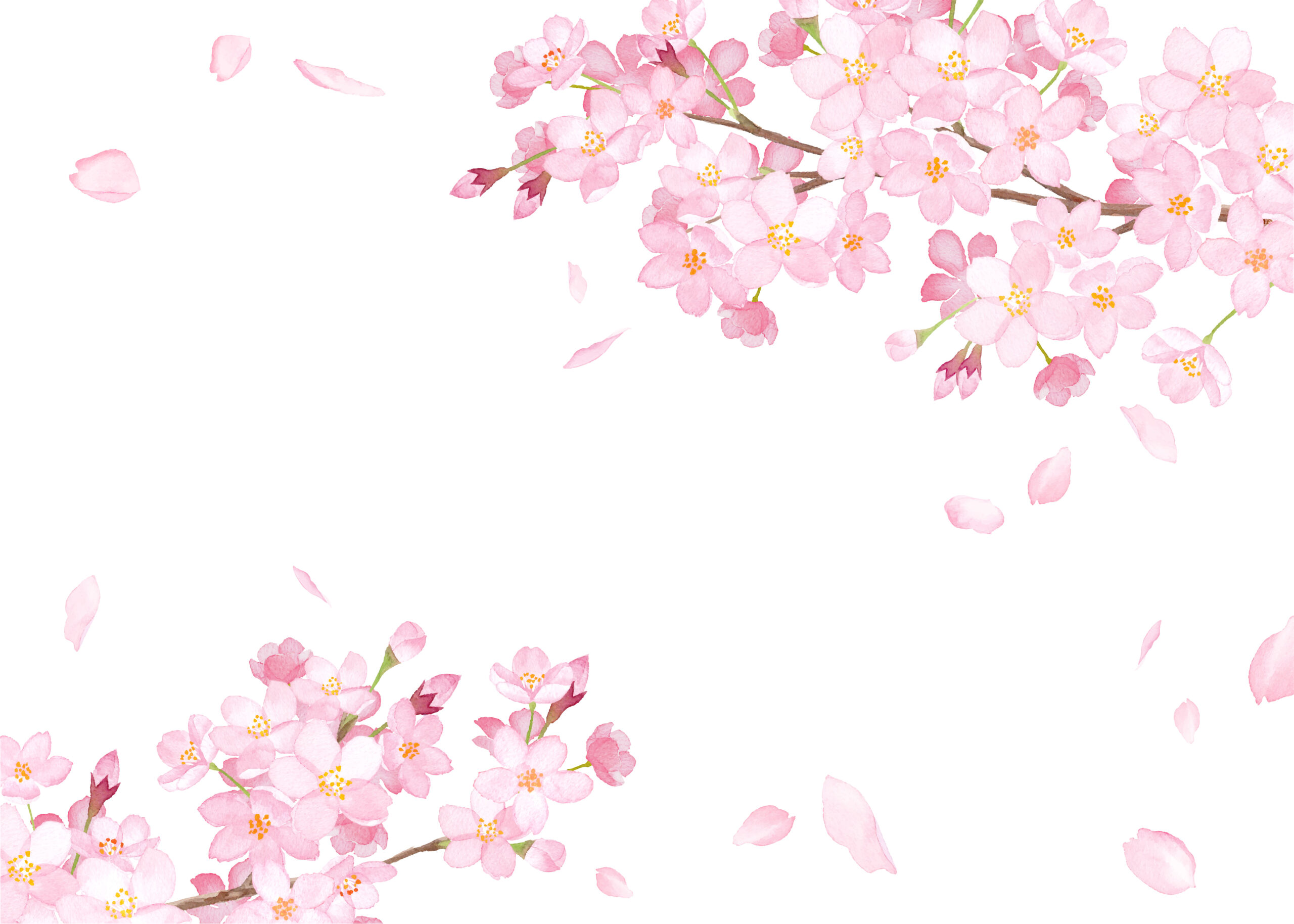 Pink flowers in spring
